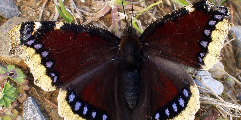 Taxi Transfer from Camberwell to Stansted Airport