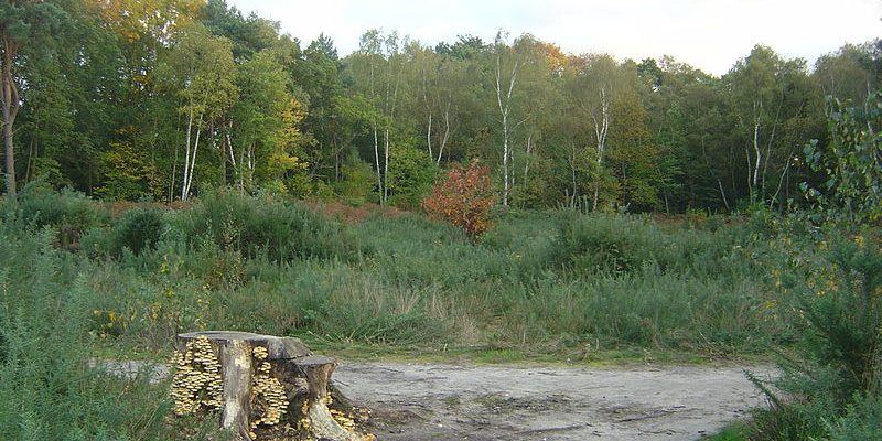 Taxi Transfer from Weybridge to Stansted Airport