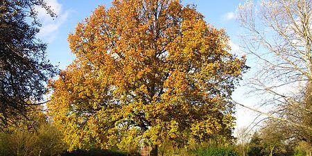 Taxi Transfer from Greenford to Stansted Airport